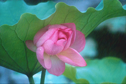 image.gif
