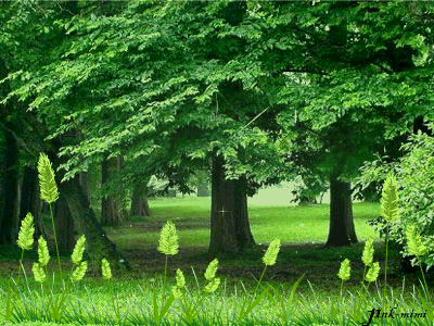 image.gif