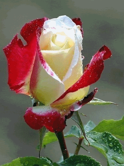 image.gif