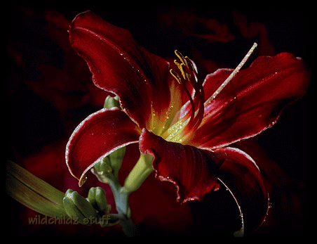 image.gif