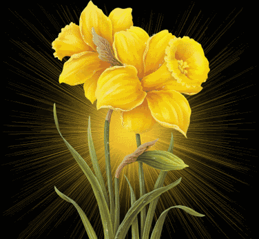 image.gif