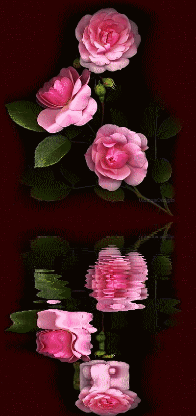 image.gif