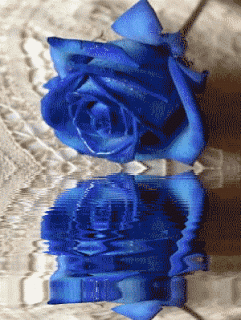 image.gif