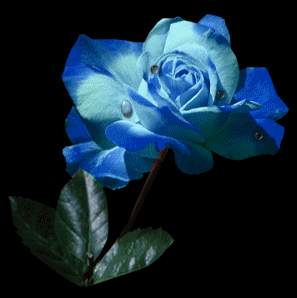 image.gif