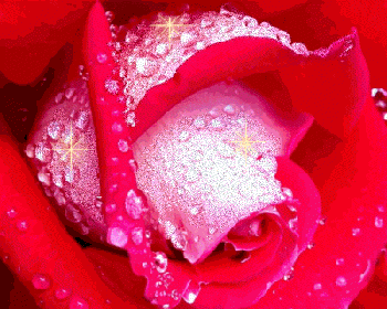 image.gif