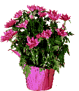 image.gif