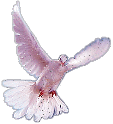 image.gif