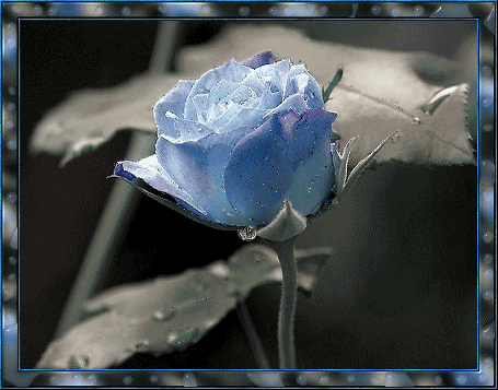 image.gif