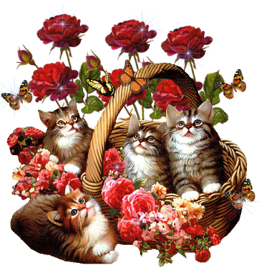 image.gif