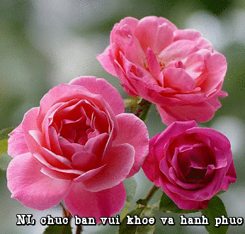 image.gif