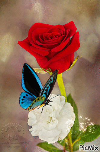 image.gif