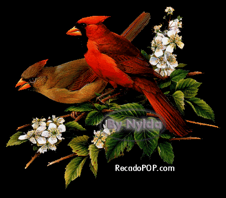 image.gif