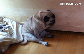 image.gif