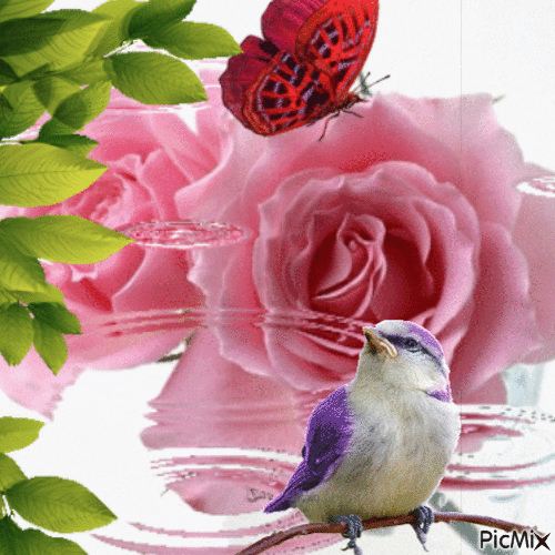 image.gif