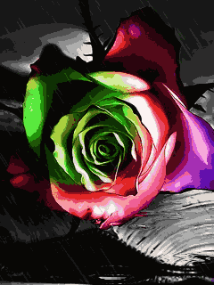 image.gif