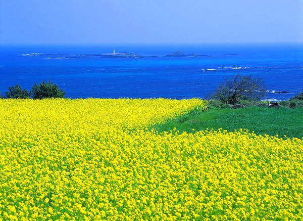 images796785ojeju[1].jpg