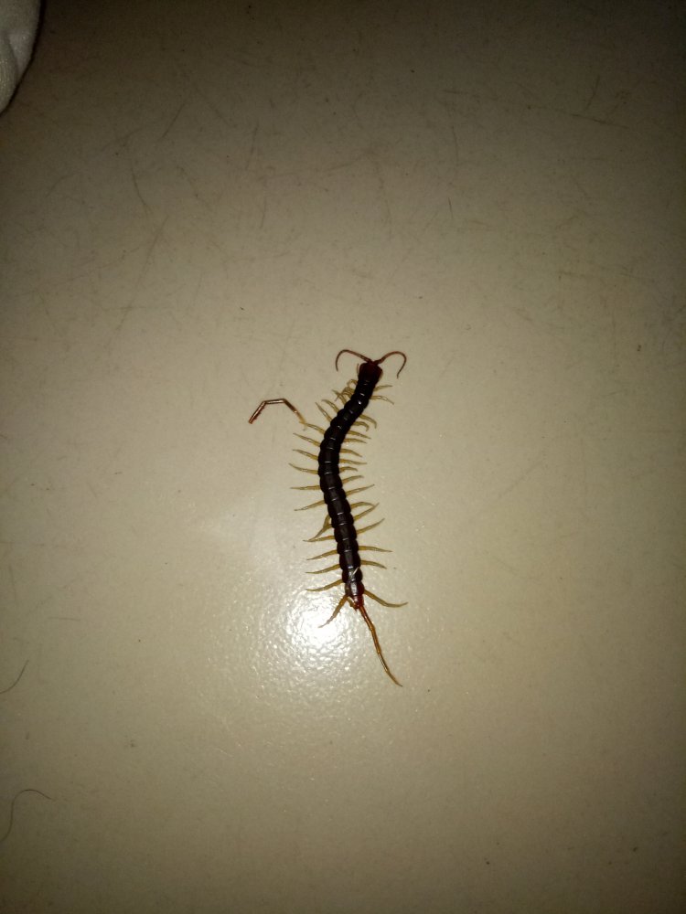 IMG20170530144008.jpg