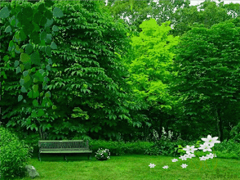 IMG_0162.GIF