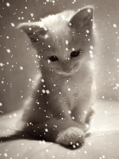 IMG_0166.GIF