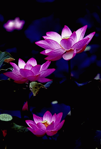 IMG_0894.GIF