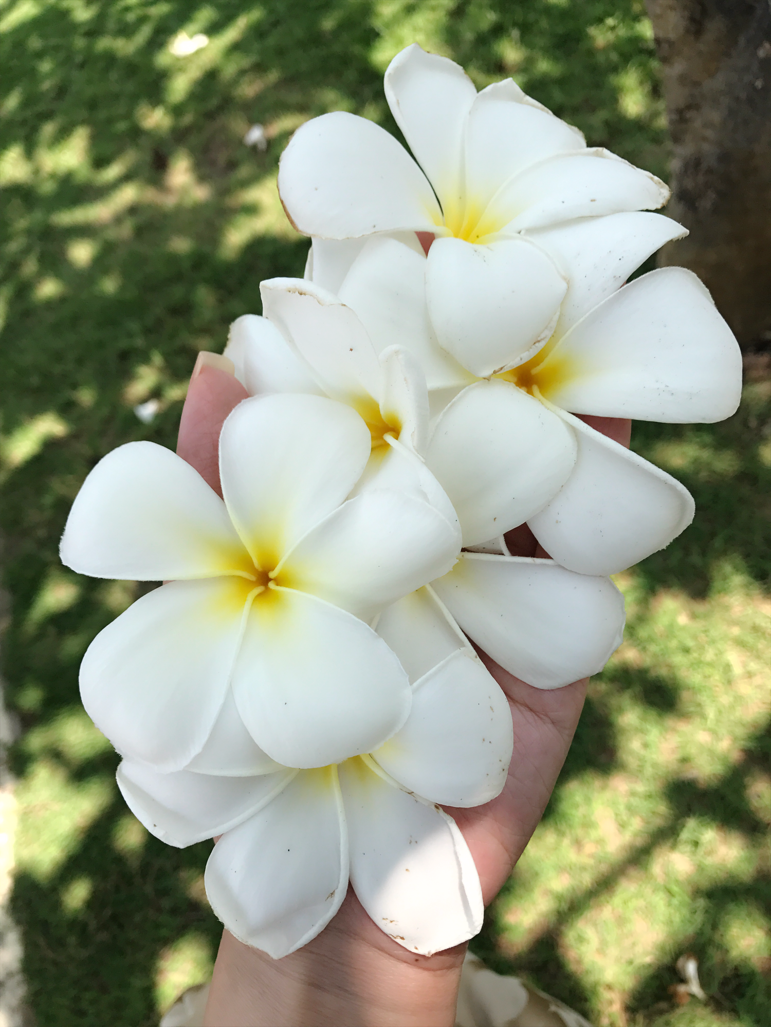 IMG_1945.PNG