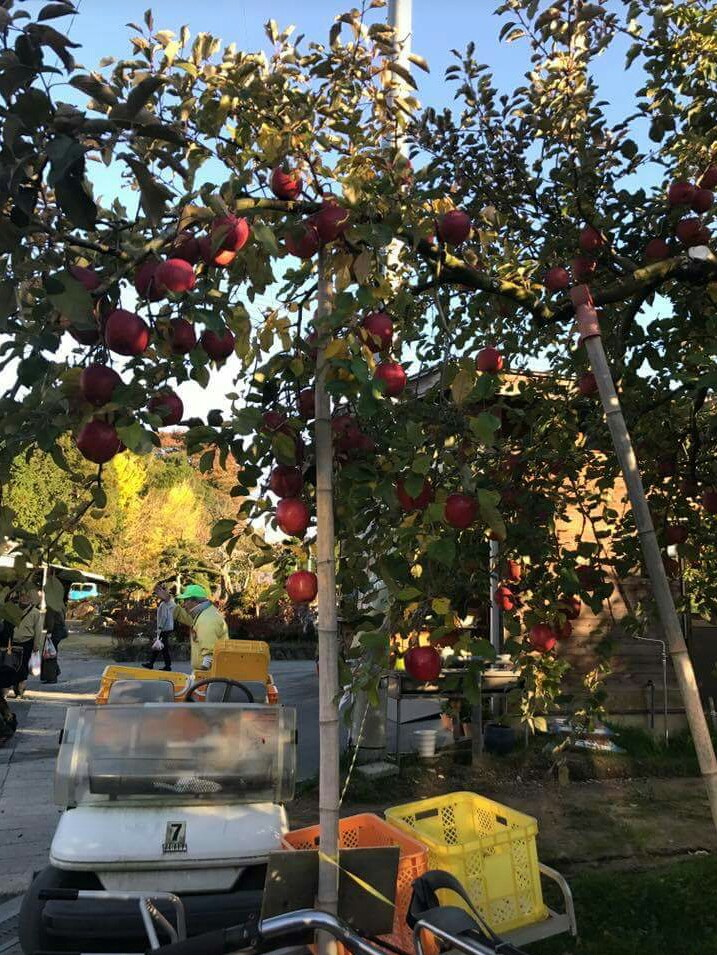 IMG_20171217_052628.jpg