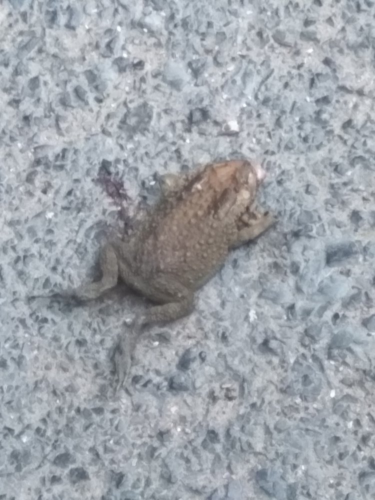 IMG_20180410_060727.jpg