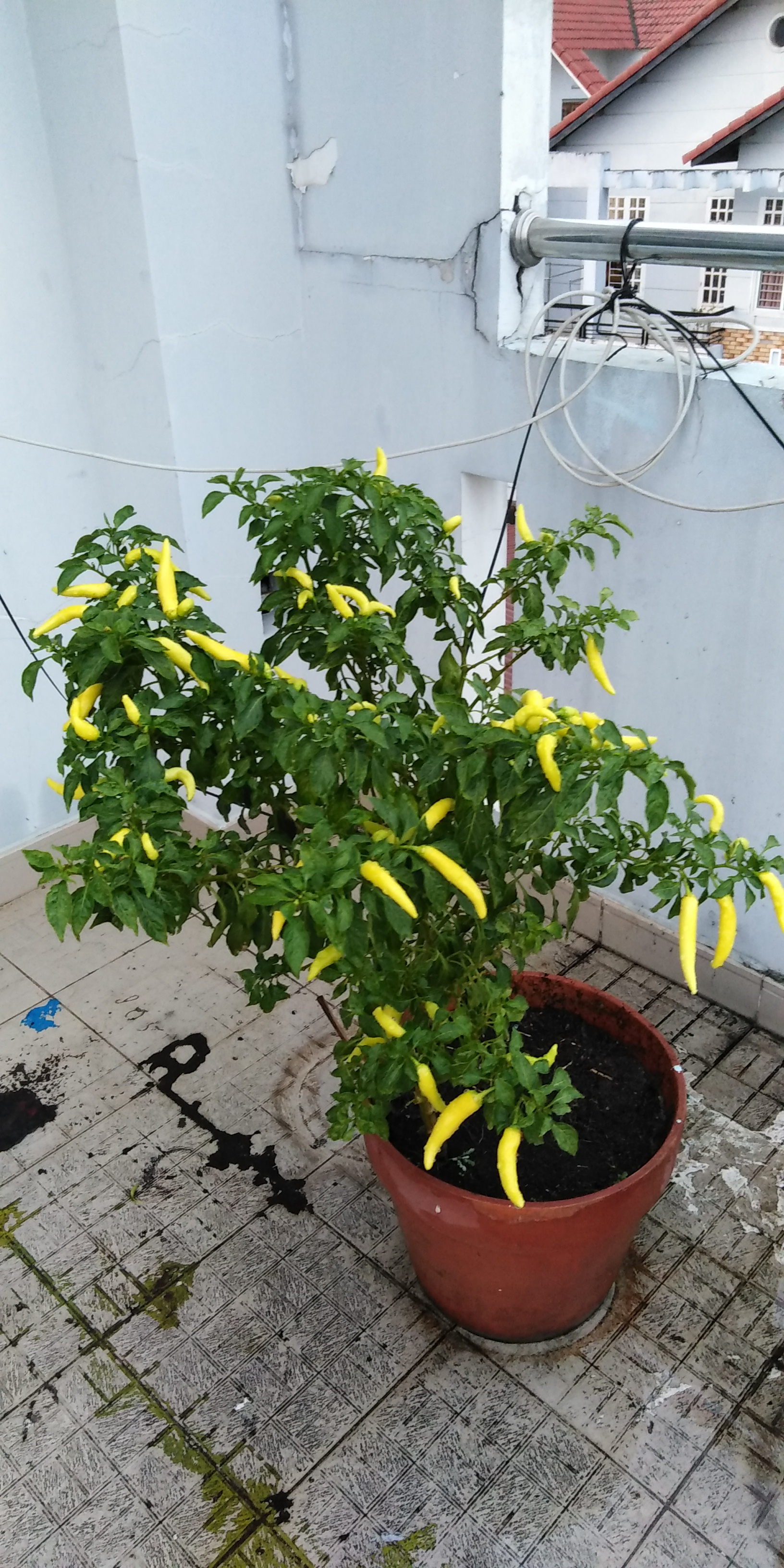 IMG_20191210_171801.jpg