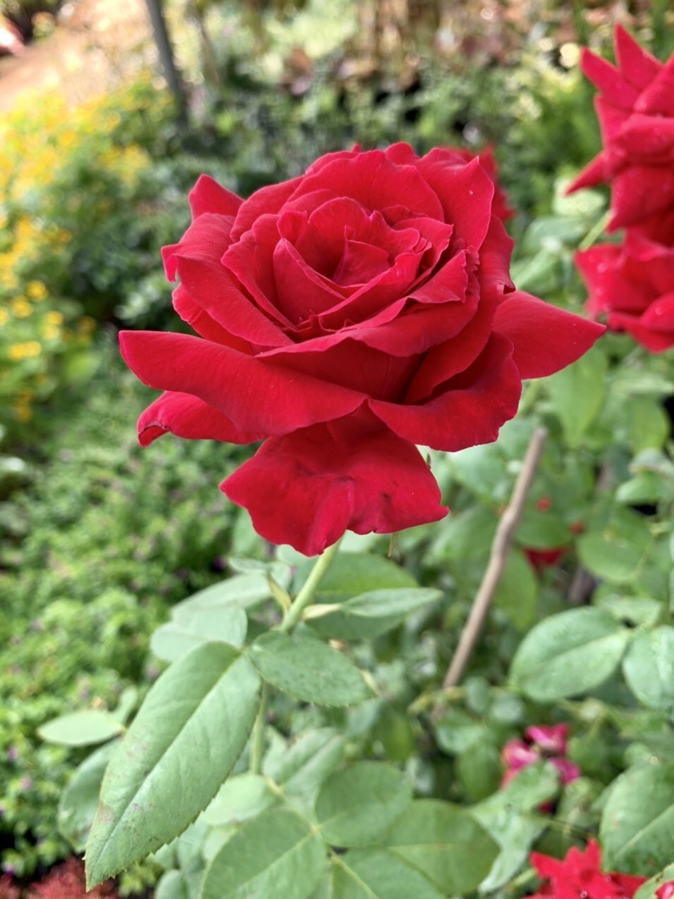 IMG_3786.JPG