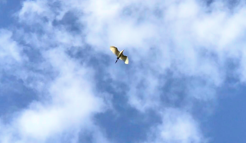IMG_8217.PNG