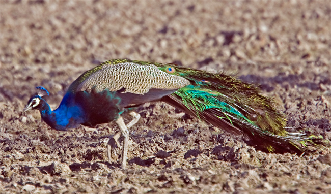 indian-peafowl-bharatpur-2008[1].jpg