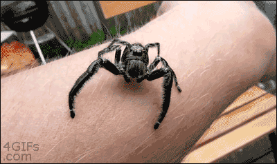 Jumpingspider.gif