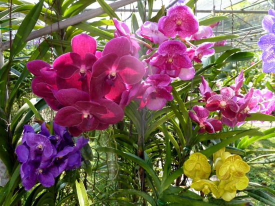 kartinki24_flowers_0056[1].jpg