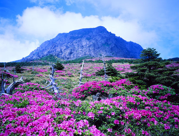 kham-pha-dao-jeju-tho-mong-04[1].jpg