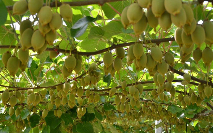 kiwi_FQPF[1].jpg