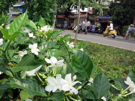 Lài (Nhài).jpg