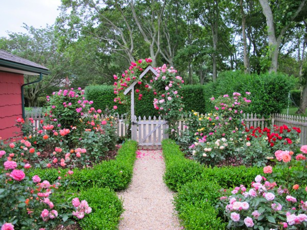 landscaping-garden-ideas-garden-fence-rosebush-boxwood[1].jpg