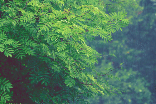 large[1].gif