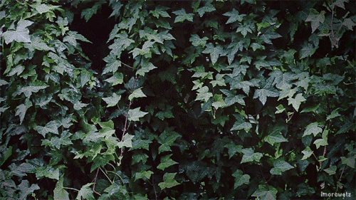 large[1].gif
