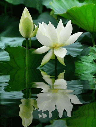 lily[1].gif