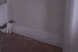 lkaNL.gif