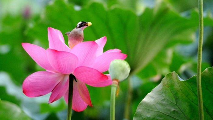 lotus-flower-with-bird[1].jpg
