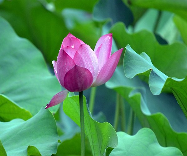 lotus-live-wallpaper-32a6b6-h900[1].jpg