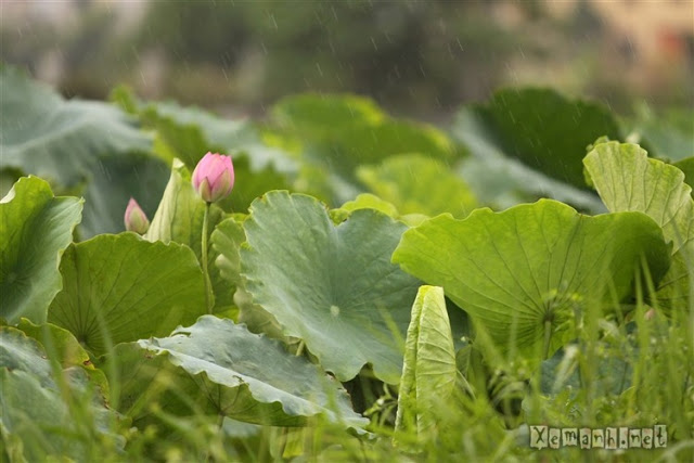 Lotus_in_the_rain_3020[1].jpg