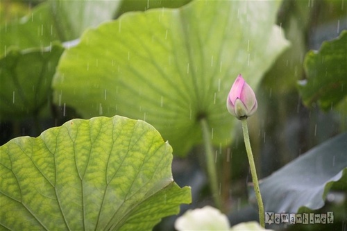 lotus_in_the_rain_3499_500[1].jpg