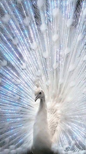 love (6).gif