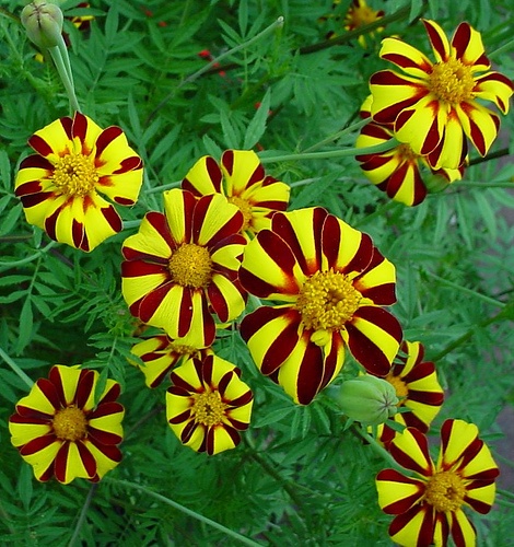marigolds-flickr.com_[1].jpg