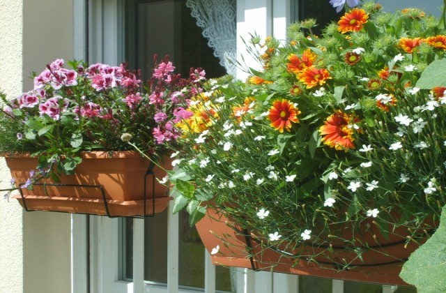 medium_beautiful-flowers-on-my-balcony-botanistbook[1].jpg