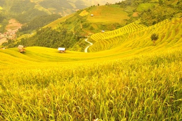mu-cang-chai-lua-chin%20[640x480][1].jpg
