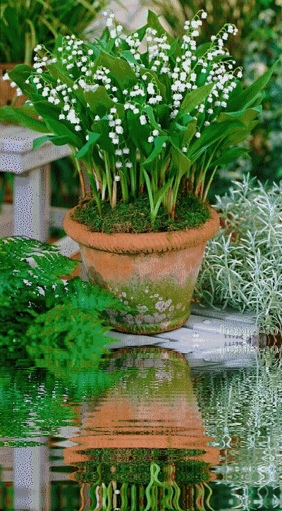 muguet-1.gif